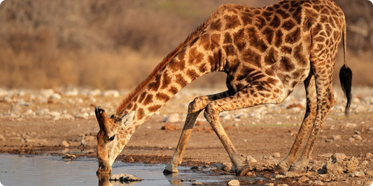 Giraffe drinking water