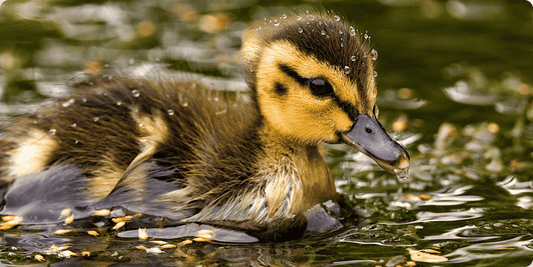 Duckling swimming