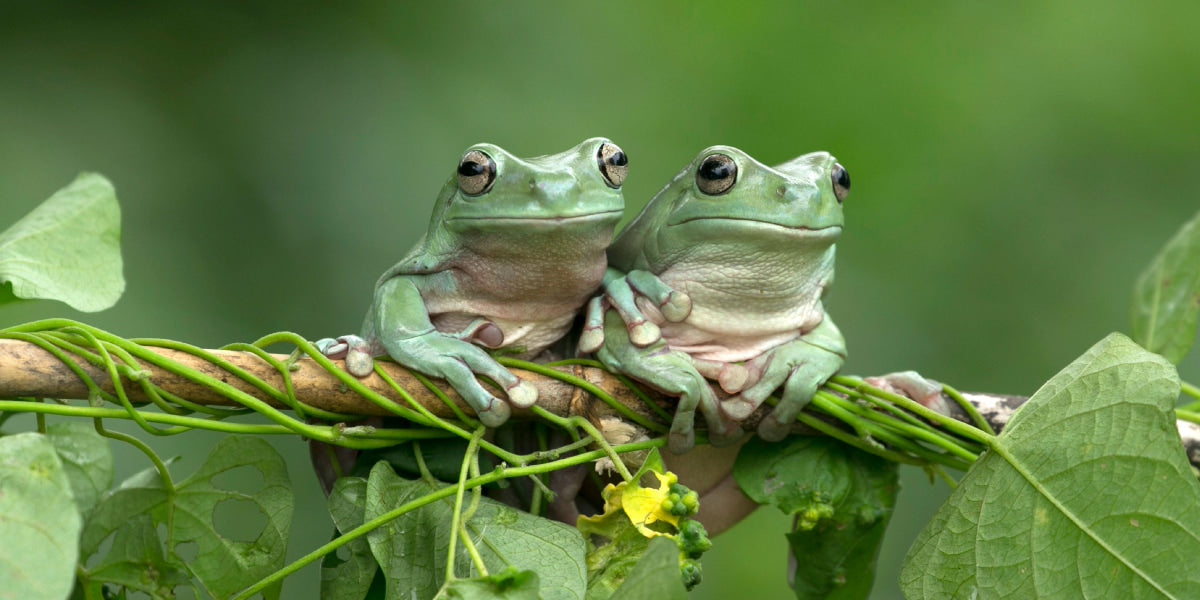 New jumbo outlet “bouncing Japanese tree frog