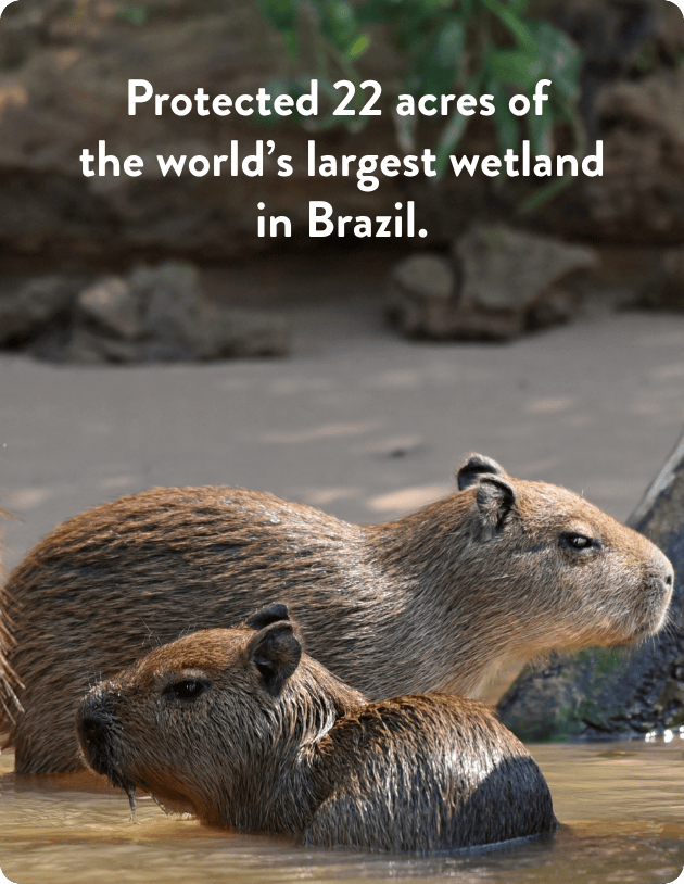 Capybaras
