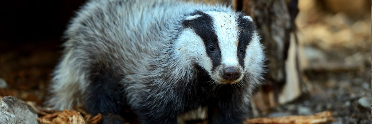 Badger walking in its habitat.
