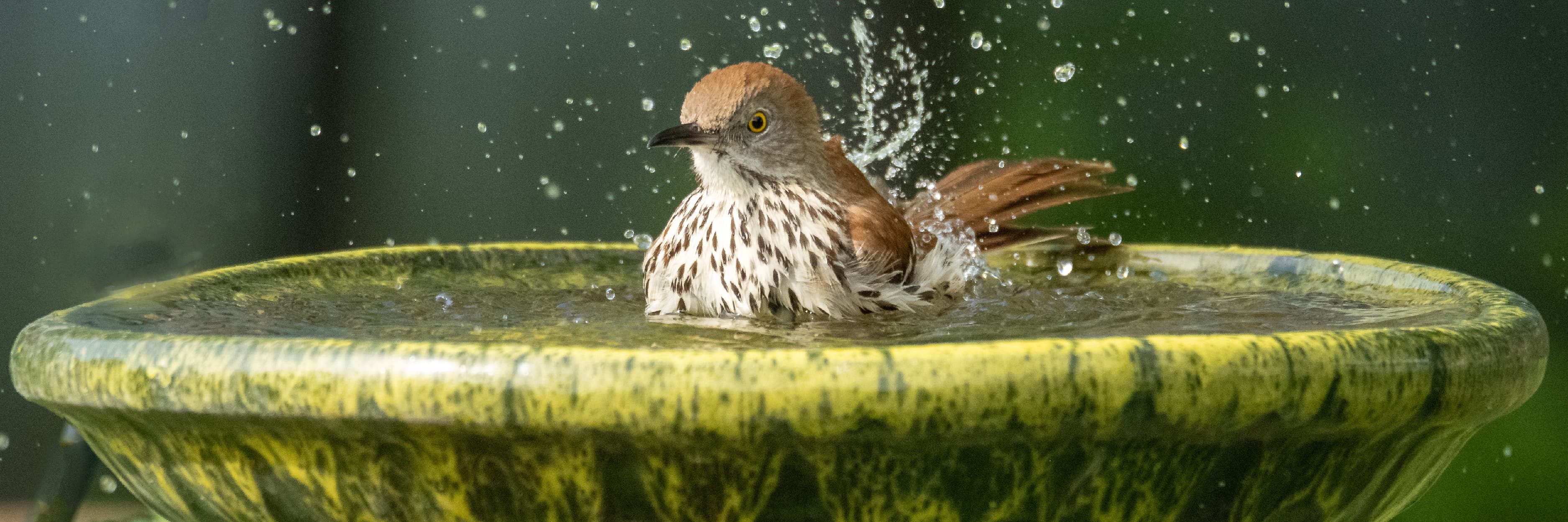 Bird in a fountain.