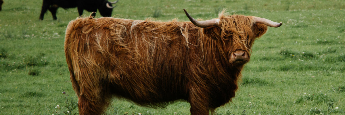 Highland cow wandering around the nature