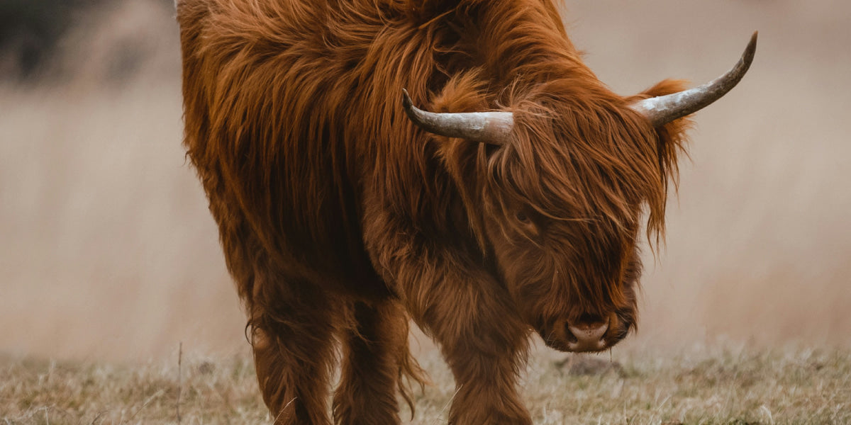 Highland cow