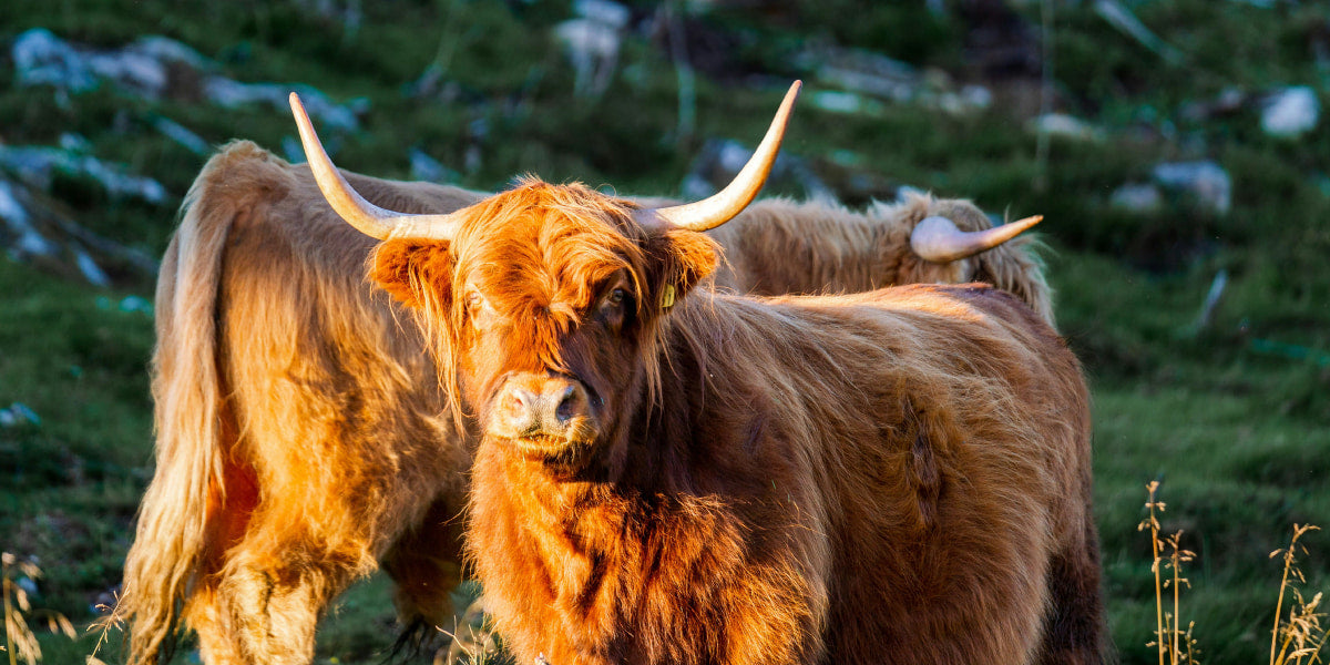 Highland cows in the field