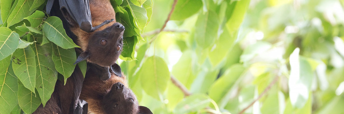 bats on a tree