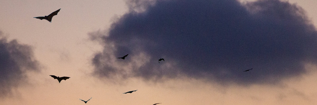 bats in the sky