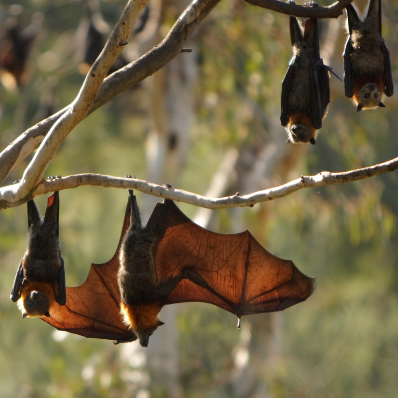 bats on a branch