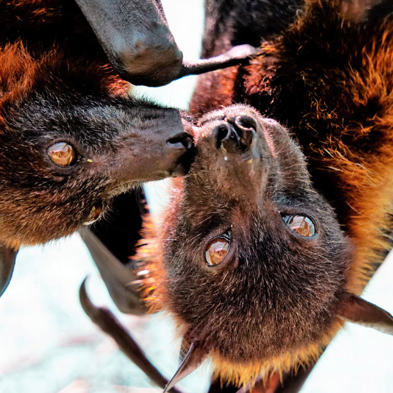 bats