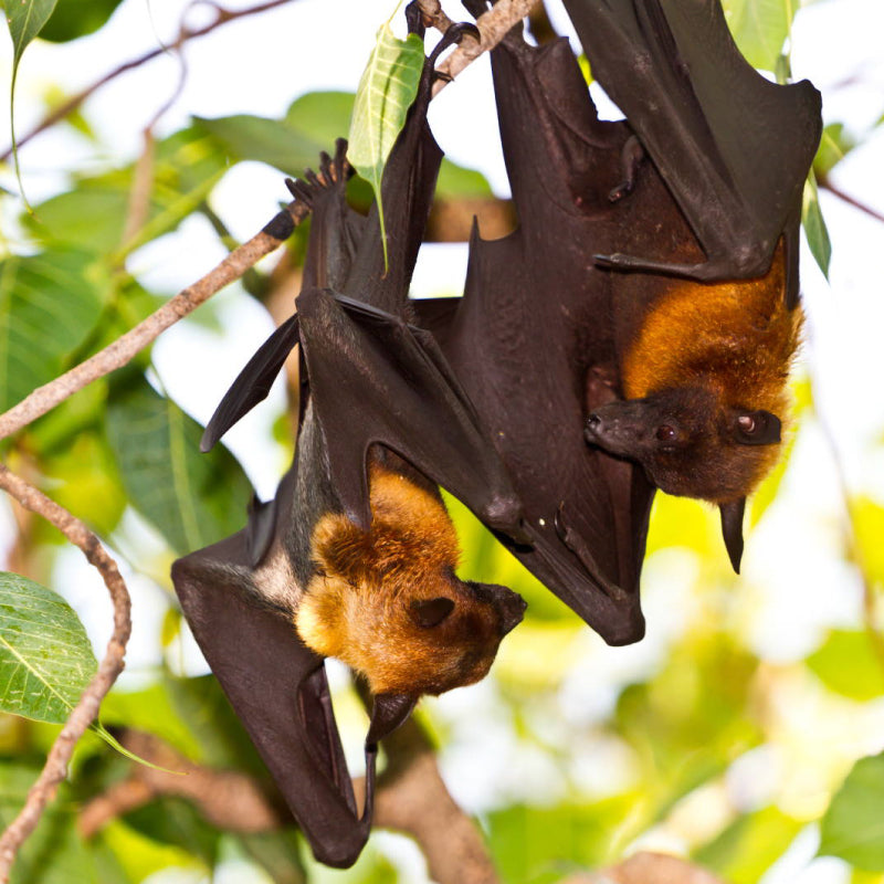 bats on a tree