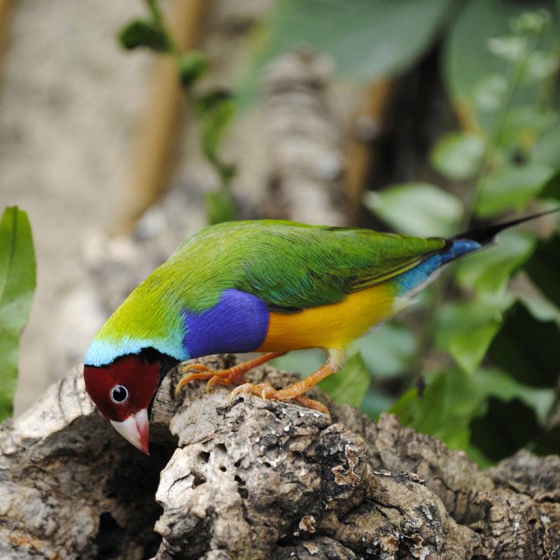 Gouldian finch on tree