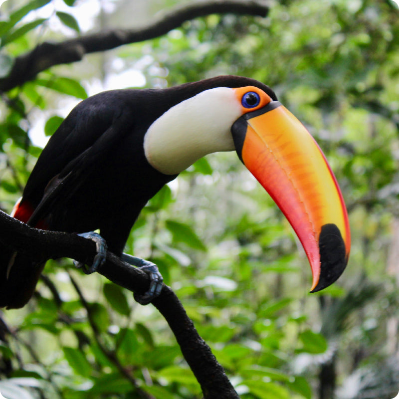 toucan
