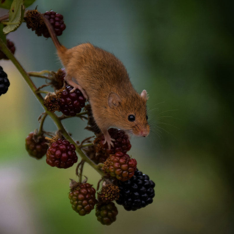UK Harvest Mouse