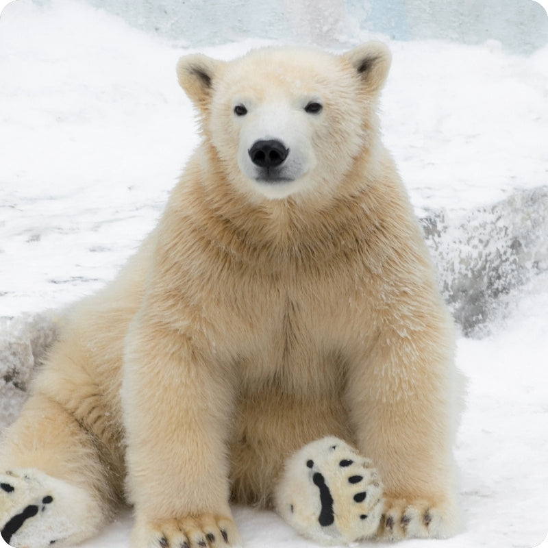 Polar bear sitting