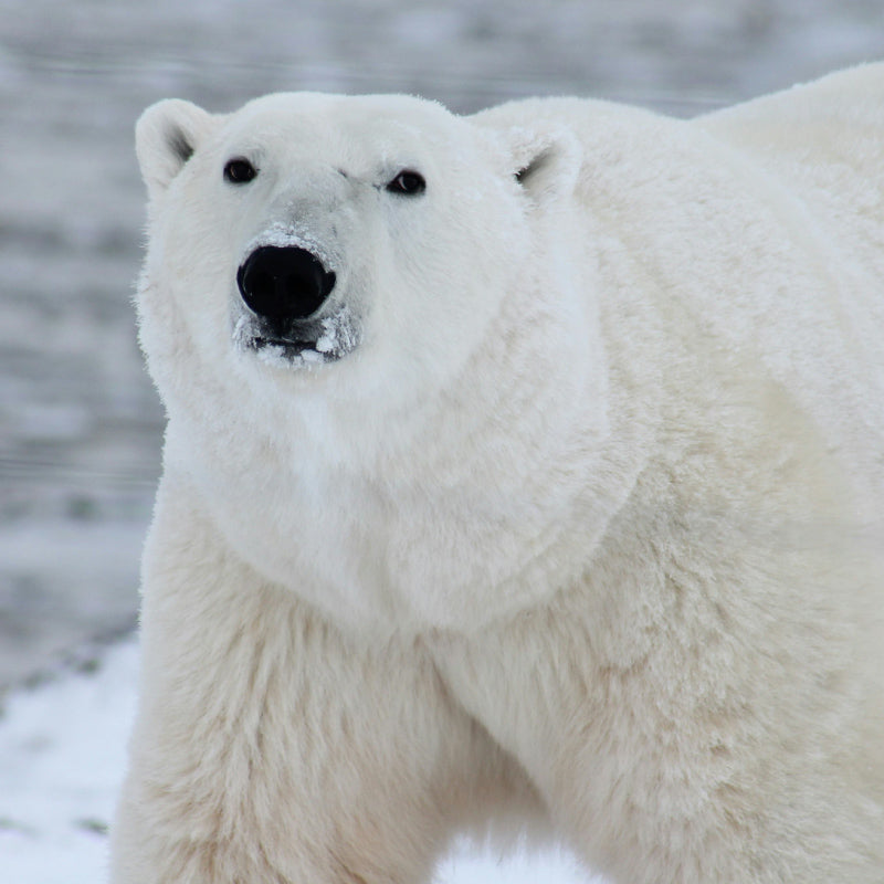 polar bear
