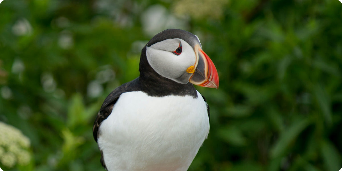 puffin