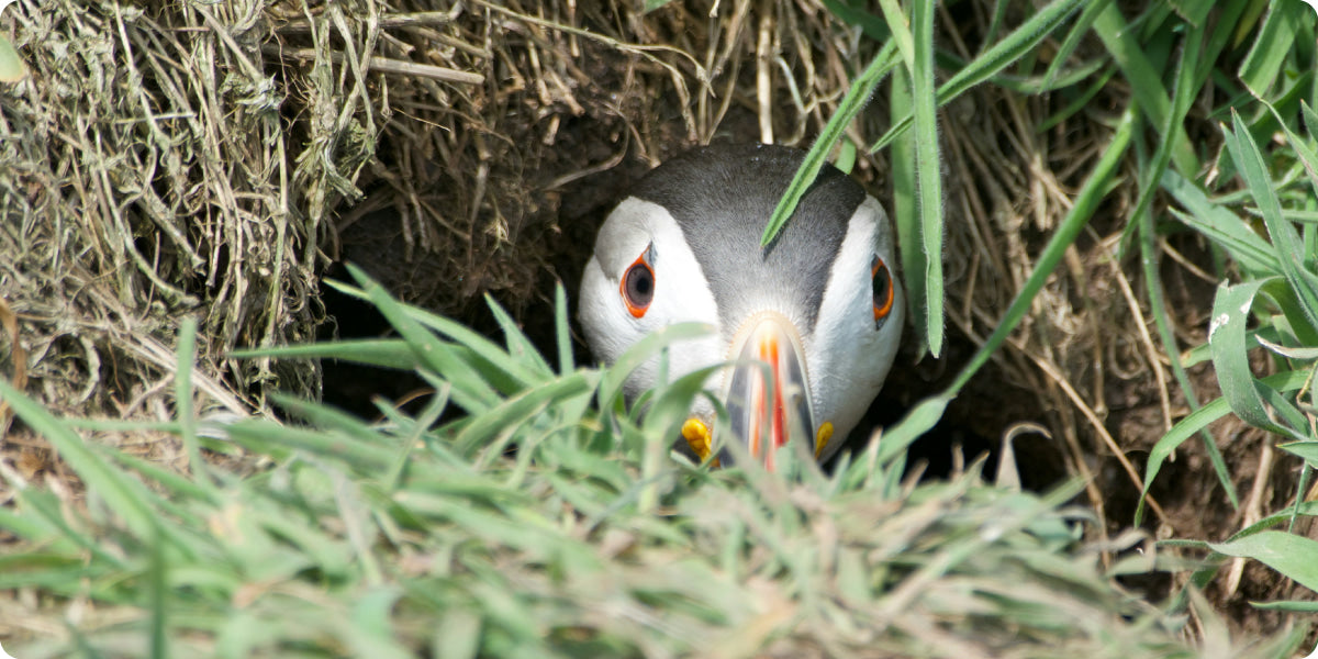 puffin in a burrow