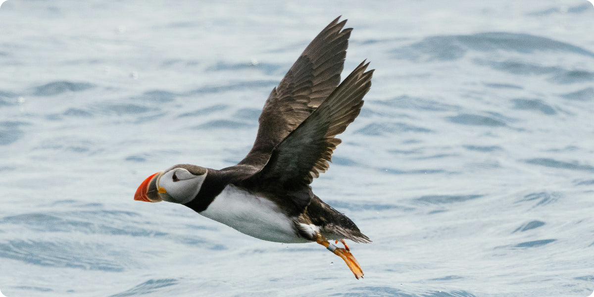 puffin above the sea