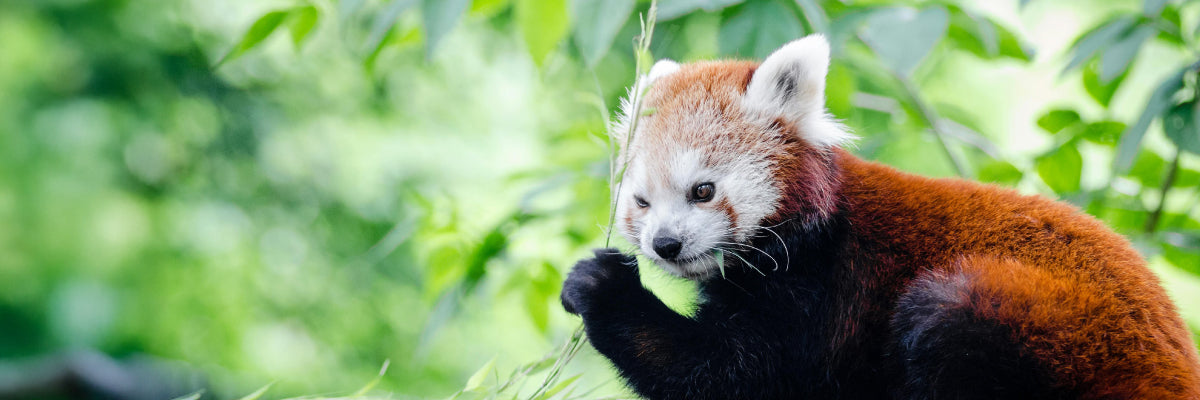 red panda