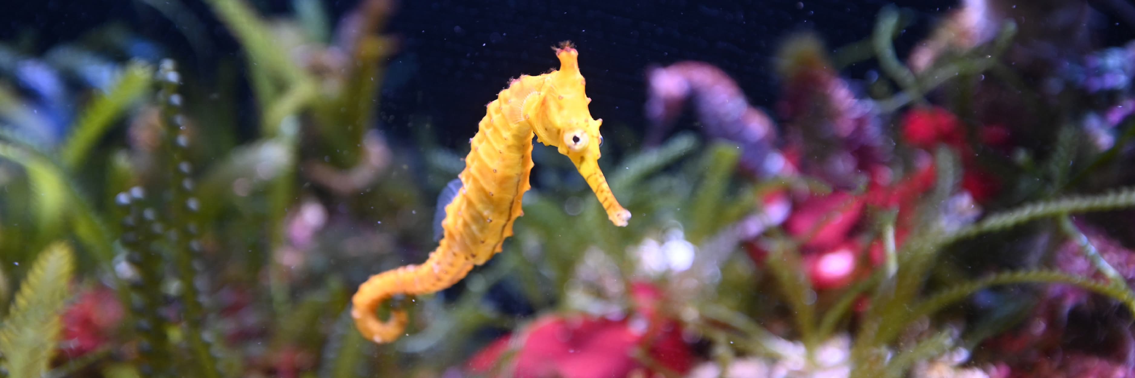 Seahorse