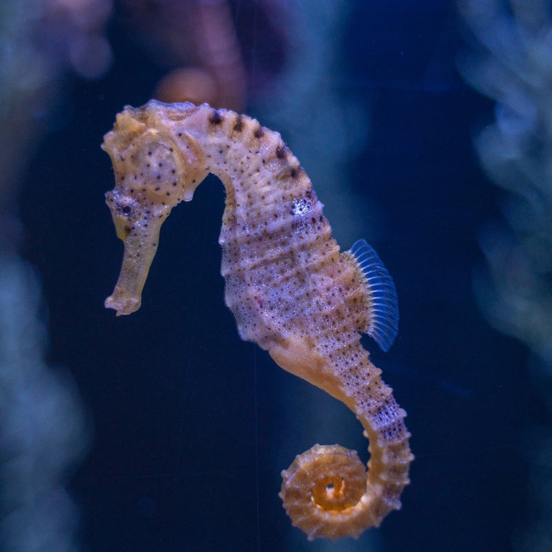 Seahorse swimming in an aquarium with a dark blue background