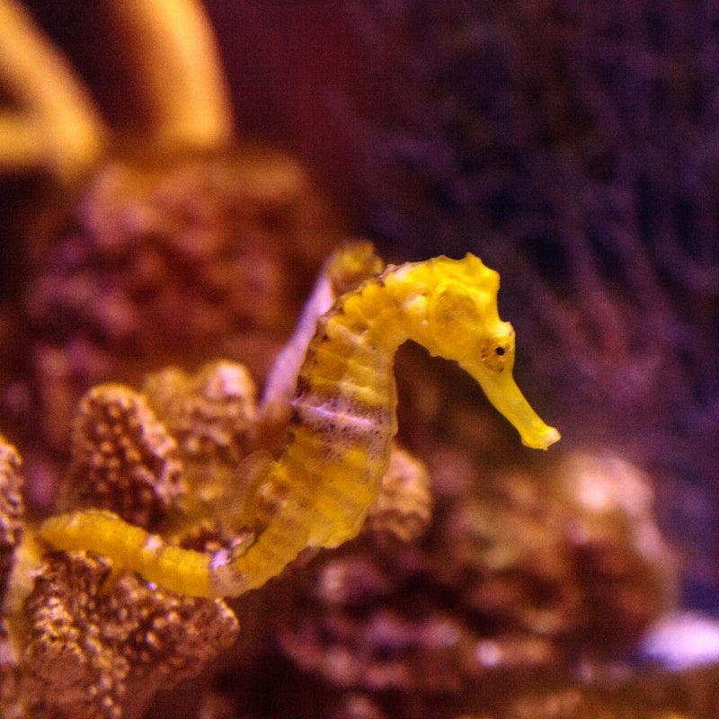 seahorse