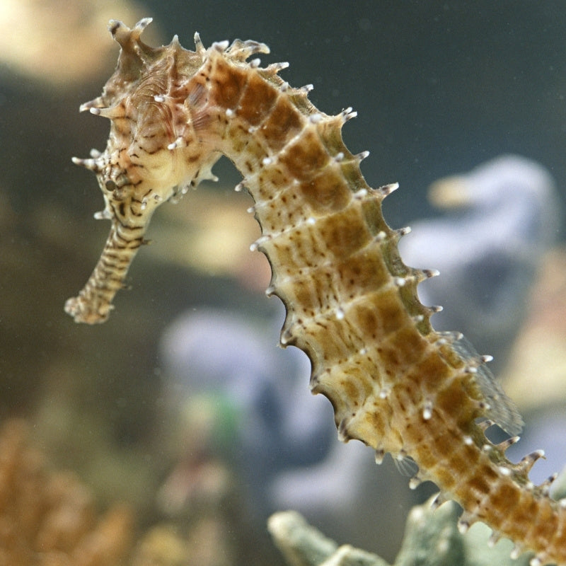 Close-up of a seahorse with a blurred underwater background