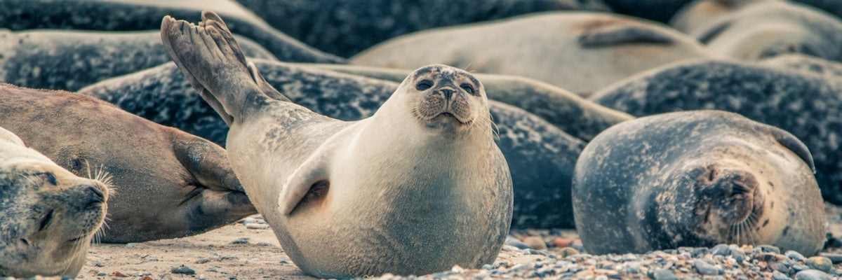 Seals