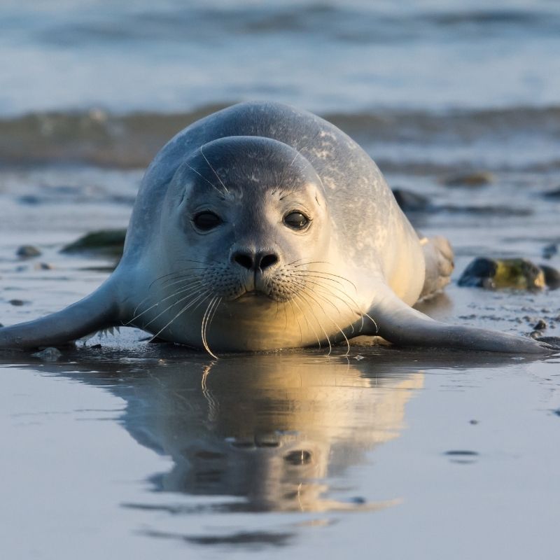 seal