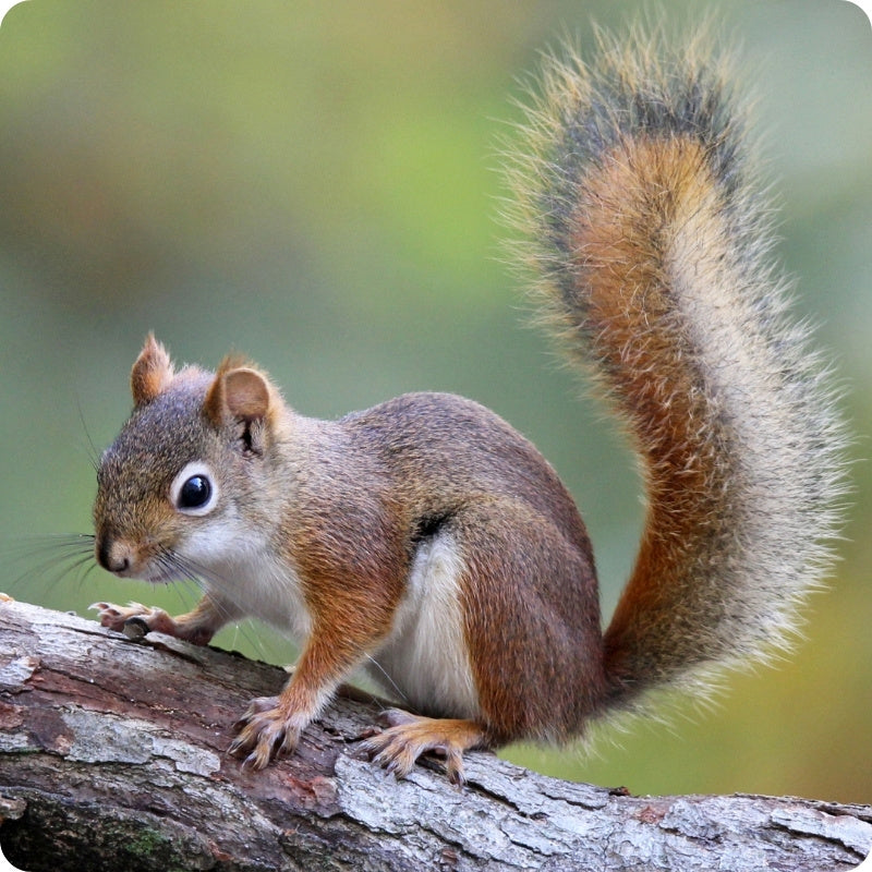 Red Squirrel