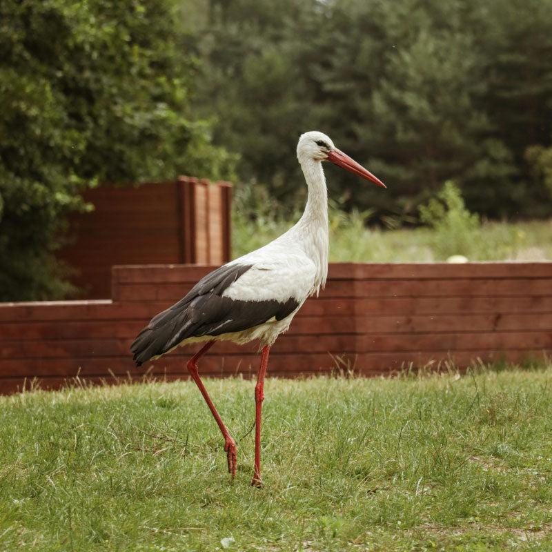 Stork walking