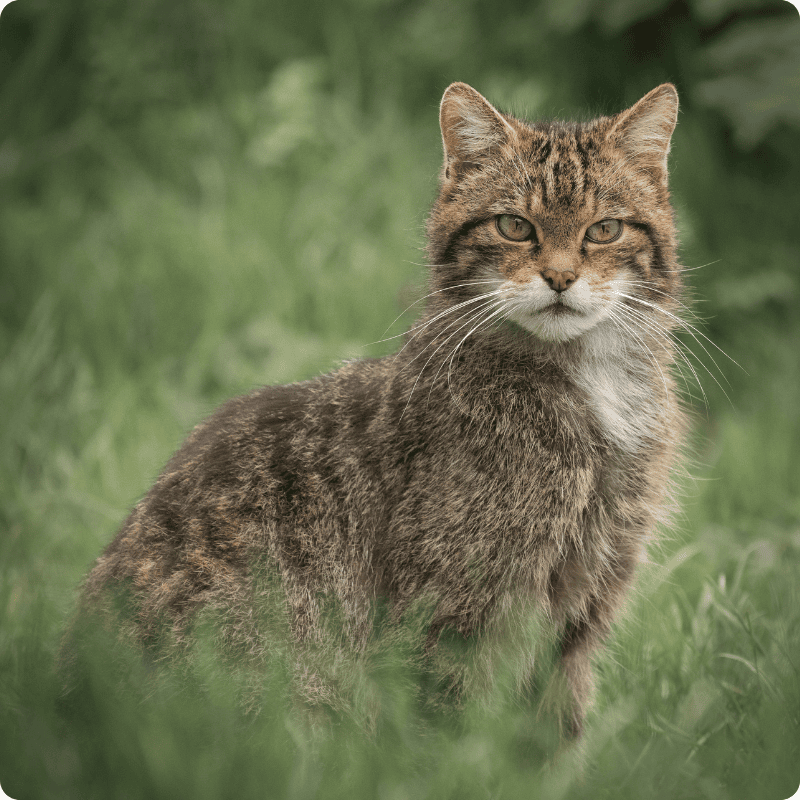 Scottish Wildcat