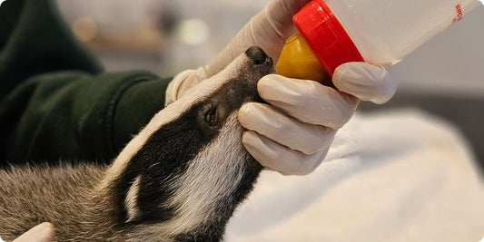 Why Should People Support Animal Charities?