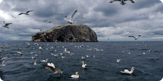 The Secret Life of Bass Rock: Home to the World's Biggest Gannet Colony