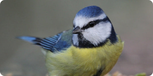 Why Our RSPB Partnership Means So Much