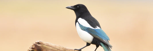 A Kinder Way to Feed Garden Birds: When, What, & Why