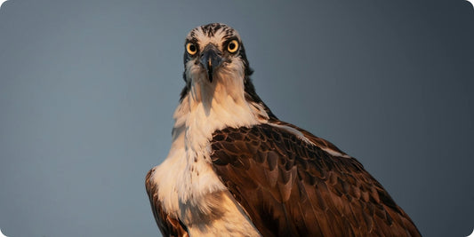 Osprey