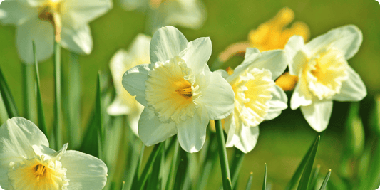spring flowers