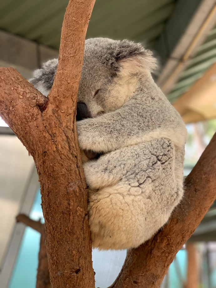 Species Saturday Vol 2: Koalas (North vs South)