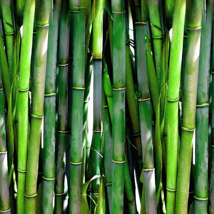 What are the benefits of bamboo?