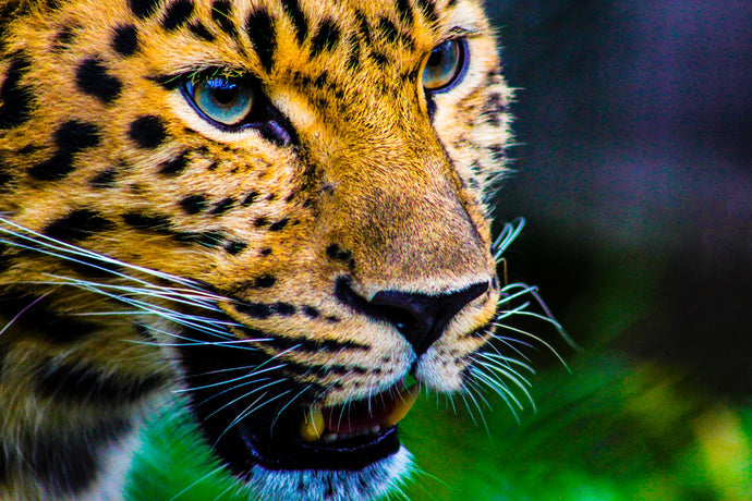 Amur Leopards: fun facts, conservation and protection