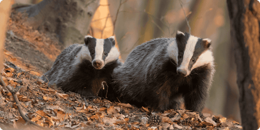 Two badgers in their natural habitat.