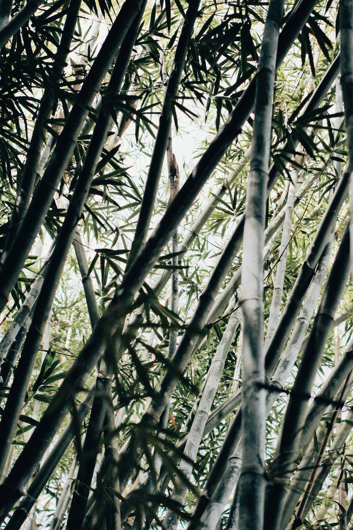 Bamboo here, bamboo there, bamboo everywhere!