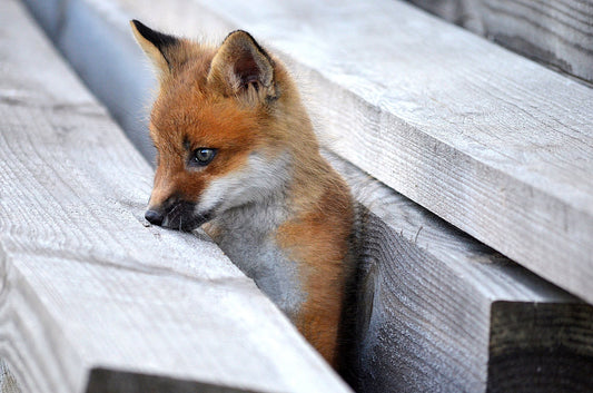 Fox Fun Facts and Fox Socks!