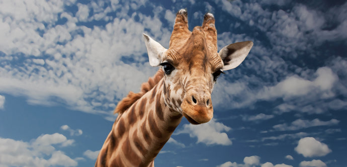 From Baby Giraffes to Gentle Giants!