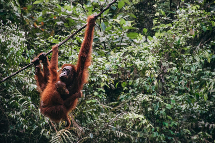 Orangutan Socks for Take a Monkey to Lunch Day!