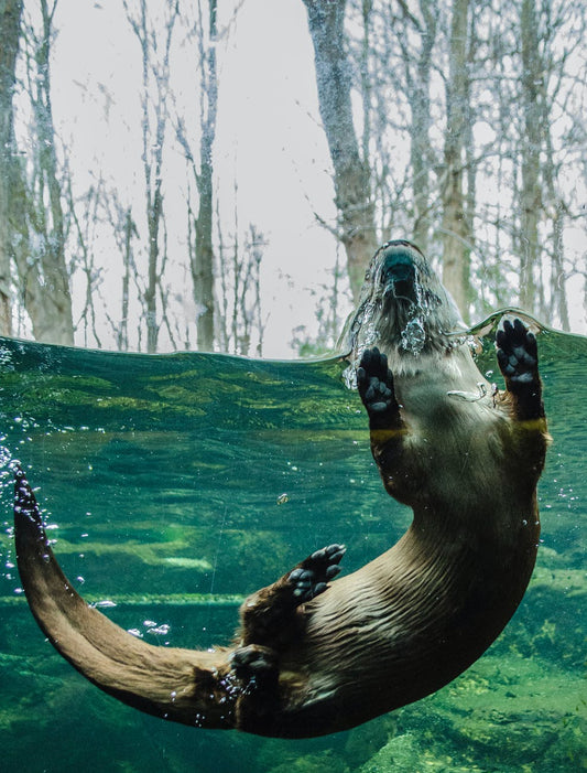 Officially, Otters: Otter Fun Facts, Otter Endangerment and How to Save the Otters!