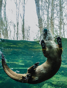 Officially, Otters: Otter Fun Facts, Otter Endangerment and How to Save the Otters!