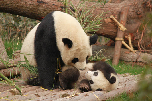 Peak Into Panda Socks!