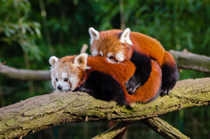 Species Saturday Vol 3: Red Pandas (The Original Panda)